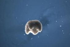 Élő sejtekből építettek robotot amerikai kutatók