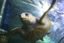 A kihalás szélére sodródtak a tengeri teknősök