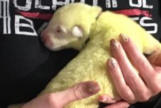 Zöld színű juhászkutya született – ismerje meg Hulkot