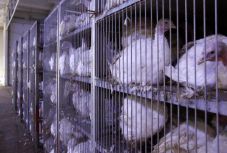 Újabb madárinfluenzagócot igazoltak 