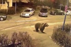 Medvéhez riasztották a csendőröket az éjszaka Gyergyószentmiklóson