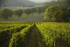 A klímaváltozás miatt eltűnhet a tokaji bor