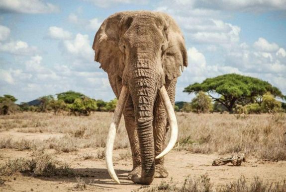 Elpusztult Nagy Tim, az utolsó óriásagyarú elefántok egyike