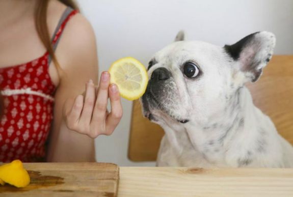 A citrusfélék kórokozóit is képesek kiszagolni a kutyák