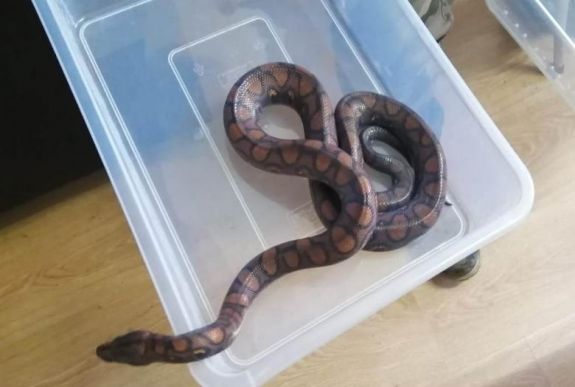 Lebukott a kolozsvári hüllőtolvaj