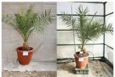 Jézus korabeli magokból növesztettek datolyapálmákat Izraelben