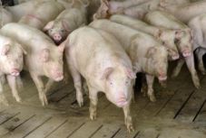 Huszonnégy megyében vannak sertéspestisgócok