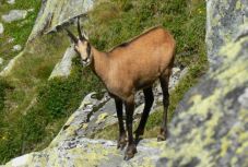 Védetté nyilvánítják a pacsirtát és a zergét