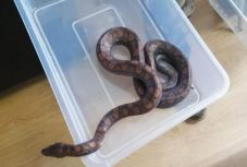 Lebukott a kolozsvári hüllőtolvaj