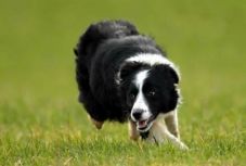 Több mint 20 ezer euróért kelt el a világ legdrágább pásztorkutyája