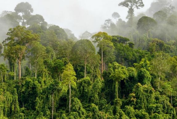 Gyorsan gyengül a trópusi erdők szén-dioxid-elnyelő képessége