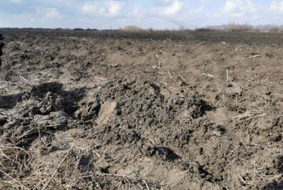 Mezőn, két barázda között találták meg az eltűnt lány holttestét