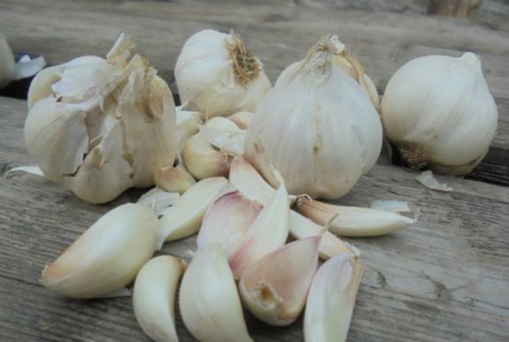 De minimis támogatást kapnak a romániai fokhagymatermesztők