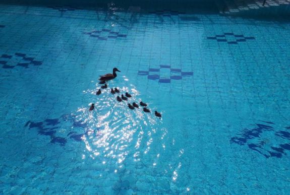 Ez feldobja a napját: váratlan vendégek érkeztek a Lukács-fürdőbe