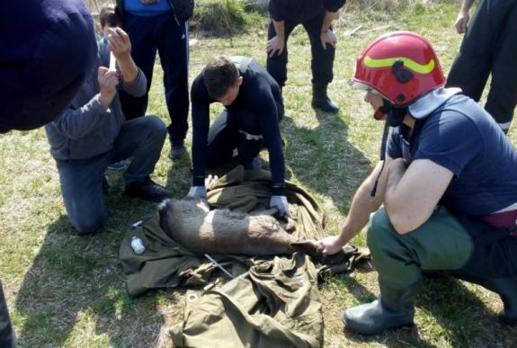 Sebesült őzet mentettek meg a fulladástól Margittán a tűzoltók
