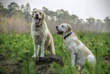 A kutya orra érzékeli az infravörös sugárzást