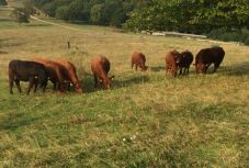 Háromszéken fokozottan ellenőrzik a tejpiaci szereplőket