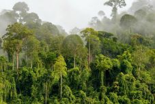 Gyorsan gyengül a trópusi erdők szén-dioxid-elnyelő képessége