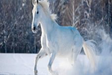 Rostás-Péter István: Lófehér