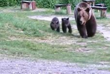 Anyamedve „látogatott” a bocsával Vaslábra