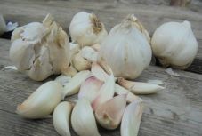 De minimis támogatást kapnak a romániai fokhagymatermesztők