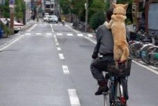 Volt, aki díszhal-sétáltatással magyarázta a kijárási tilalom megszegését