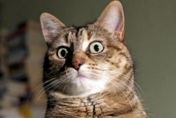 Koronavírus-fertőzött lett egy macska is a gazdája után Hongkongban