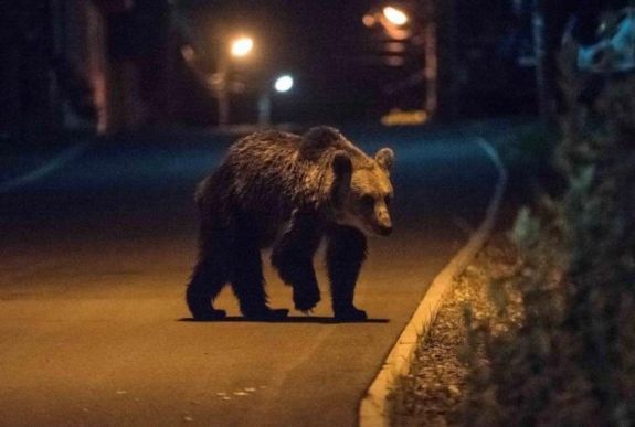 Medvét láttak az éjjel Székelyudvarhelyen