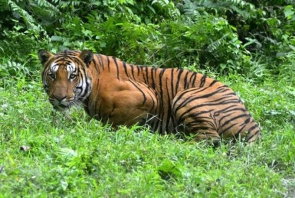 A veszélyeztetett állatok lehetnek a vesztesei a járvány okozta szegénységnek