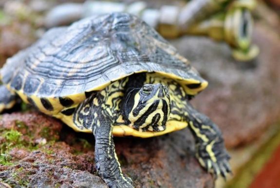 Kutyája helyett a teknősét sétáltatta egy olasz nő