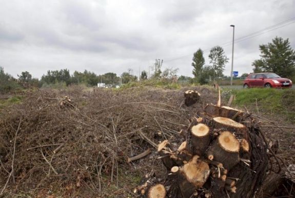 Tíz évre betiltották a rönkfa EU-n kívüli exportját