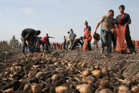 Az állam eltéríti a székelyföldi pityókatermesztők támogatásának egy részét