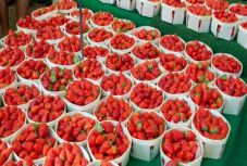 Koronavírus: több mint 200 ezer francia jelentkezett „eperszedőnek”