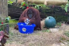Hódít az interneten a kezet mosó orangután videója