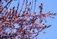 Húsvétig egyre kellemesebb, melegebb idő várható