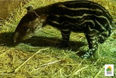 Interneten lehet szavazni a budapesti állatkert kistapírjának nevére