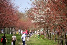 Tovább csökkent a vírust bizonyítottan hordozók száma Németországban