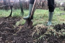 Milyen a jó kert? Milyen a jó kertész? Szakembert kérdeztünk a kijárási tilalom új hóbortjáról