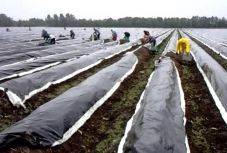 Ennyit keres spárgaszedéssel Németországban egy romániai vendégmunkás