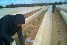 Meghalt egy fertőzött spárgaszedő romániai idénymunkás Németországban