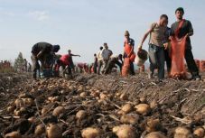 Az Európai Bizottság mezőgazdasági termelőket támogató intézkedéseket fogadott el