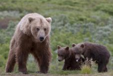 Medvéhez riasztották a csendőröket a Hargita megyei Ülkén