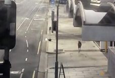Kenguru ugrált végig Adelaide kihalt utcáin (VIDEO)