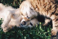 Két házimacska is elkapta a koronavírust New Yorkban