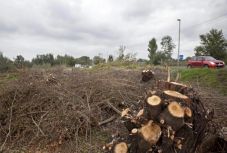 Tíz évre betiltották a rönkfa EU-n kívüli exportját