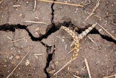 Miniszter: az extrém szárazság miatt drágulás várható