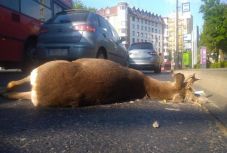 Őzbak keveredett Budapest belvárosába