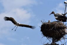 Nagyon zajlik az élet a magyarfenesi gólyafészekben