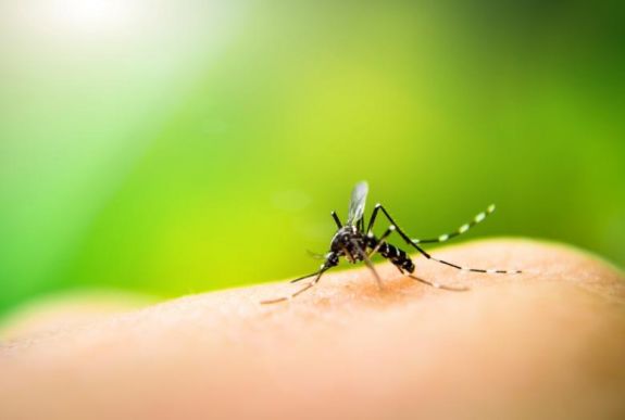 A malária ellen teljes védelmet nyújtó mikrobát fedeztek fel