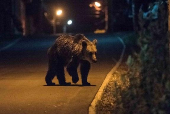 Kérték a Tusnádfürdőre naponta bejáró medve áthelyezését